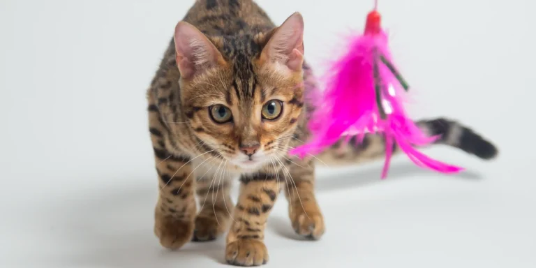 Gatos mais calmos: como reduzir o estresse e garantir o bem-estar do pet?