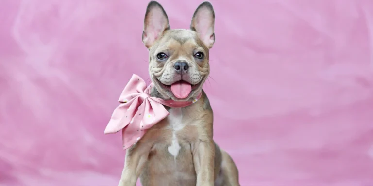 Outubro Rosa Pet: câncer de mama em animais também é motivo de preocupação