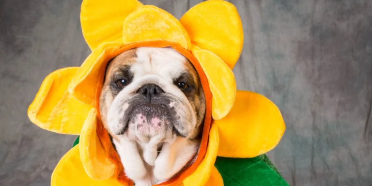 Chegada da primavera aumenta casos de alergia entre pets