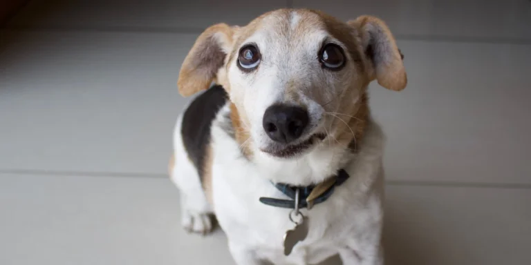 Alimentação, exercícios e ambiente adequado, quais os cuidados necessários para os pets idosos?