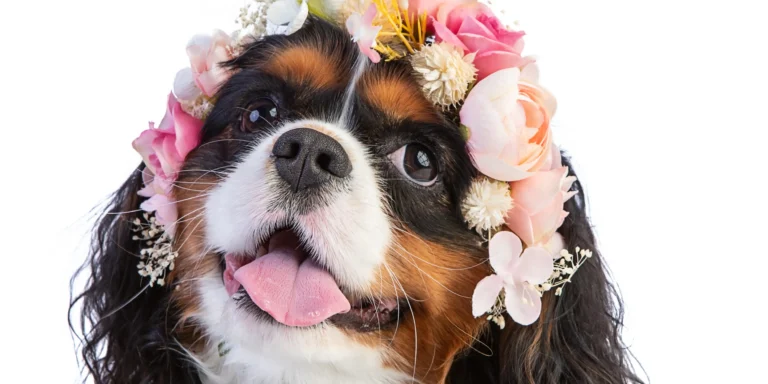 Primavera: Como adaptar a rotina dos pets ?