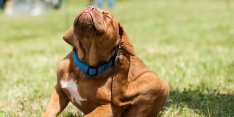 Primavera exige atenção: calor acelera a proliferação de pulgas e aumenta riscos para pets e famílias