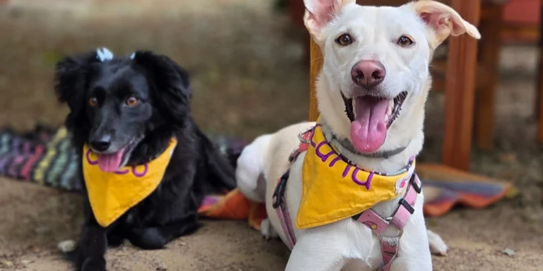 Pousadas que indicamos para você aproveitar com o seu pet