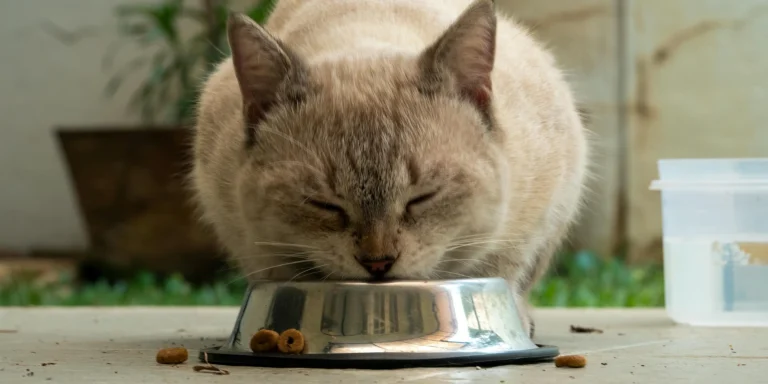 Saiba como a alimentação do seu pet influencia na longevidade e vitalidade