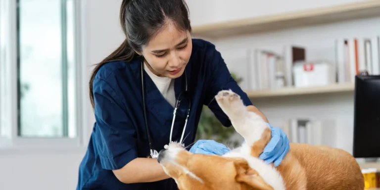 6 motivos para manter os check-ups de rotina dos pets em dia