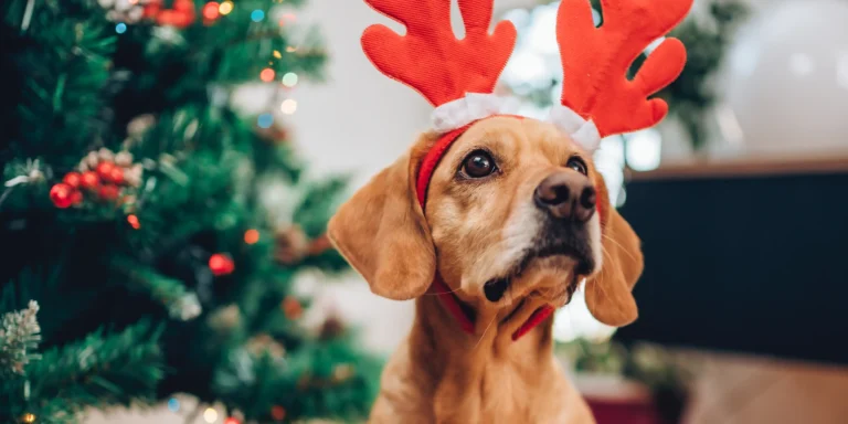 Os pets no clima natalino: como transformar a festa em um momento especial para eles?