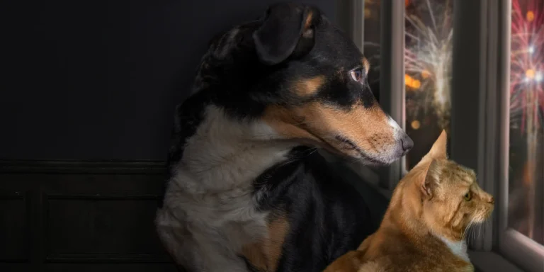 Dez dicas para proteger seu cachorro dos fogos de artifício no fim de ano