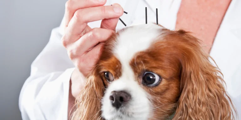 Com pets vivendo mais, acupuntura veterinária ganha espaço no tratamento da dor e de doenças crônicas diversas