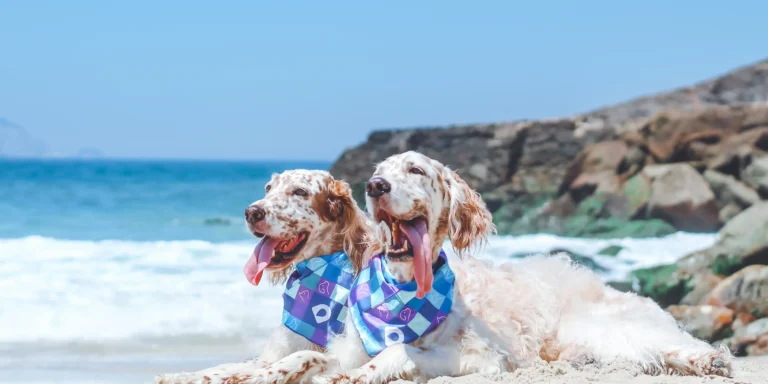 Quando o descanso vira estresse: se não planejadas, as férias podem ser um risco para cães e gatos