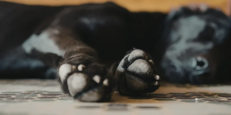 Cuidado com as patas!  Como proteger seu cão de queimaduras, ferimentos e unhas perigosas