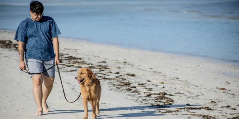 Verão e praia: especialistas alertam para cuidados essenciais com a saúde dos pets durante as férias