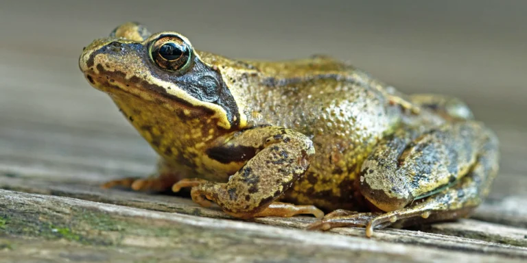 Perigo no quintal: como o veneno de sapo pode causar intoxicação grave e até óbito em cães e gatos