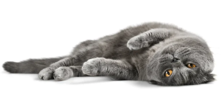 Os segredos do bem-estar dos gatos