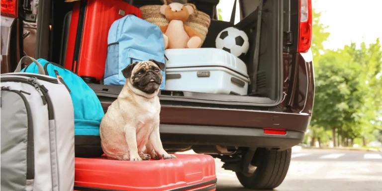 Vai viajar? Como criar um ambiente adequado para os pets