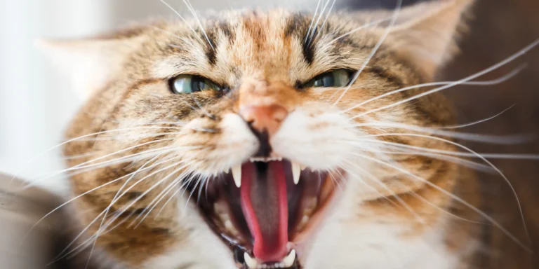 Depressão, estresse e agressividade: como identificar, tratar e prevenir transtornos emocionais em cães e gatos