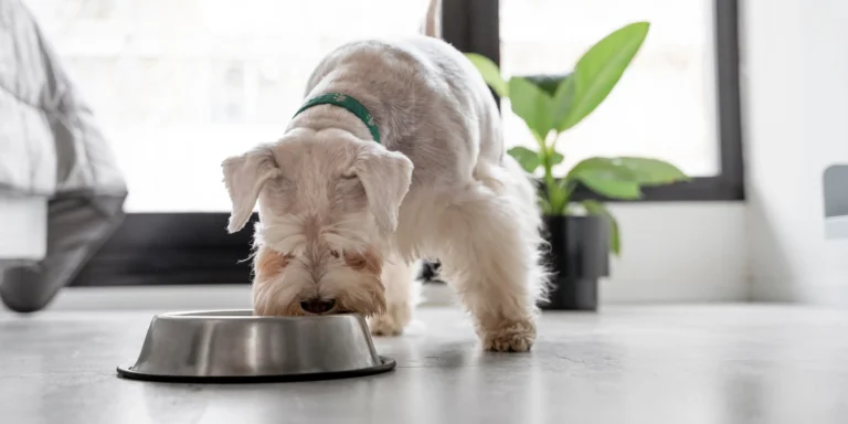 O papel do jantar na rotina dos pets