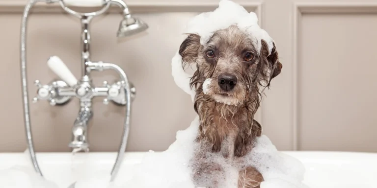 Banho em casa sem erro: cuidados simples que fazem toda a diferença na saúde do pet