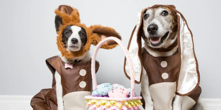 Páscoa sem sustos: como incluir os pets com segurança na celebração