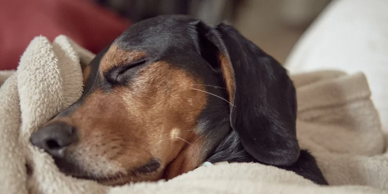 Feriados: Como garantir o bem-estar dos pets durante a folga?