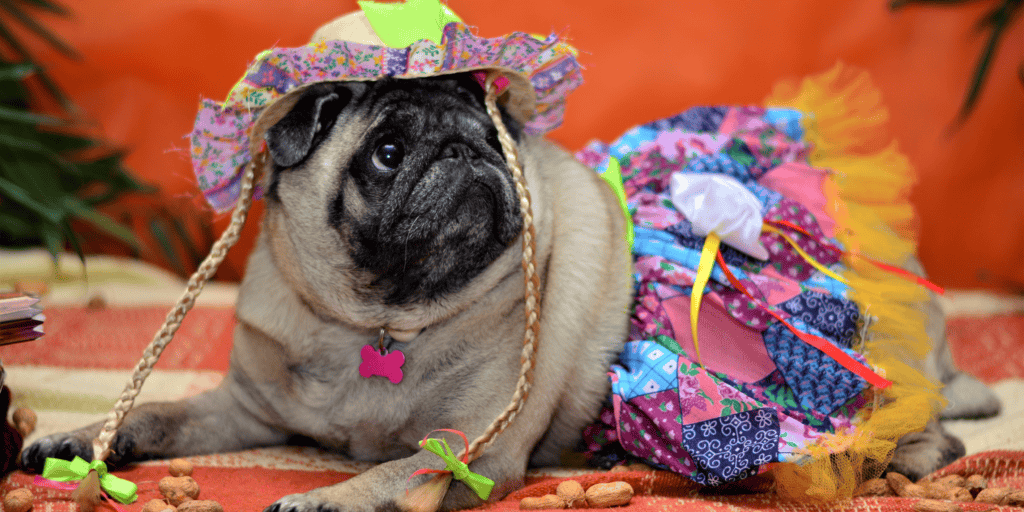 festa junina com cachorro