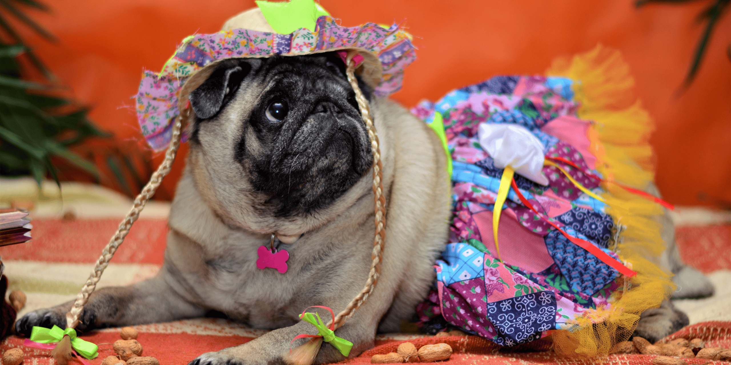 festa junina com cachorro