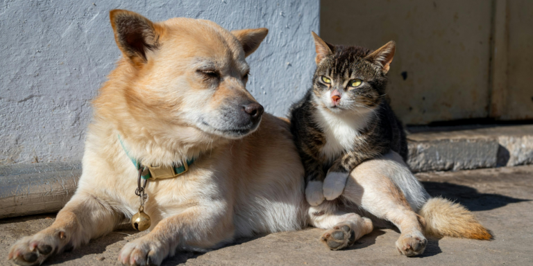 Adoção de pets no Brasil