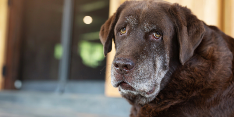 alimentação de pets idosos — cão sênior sendo alimentado com cuidado