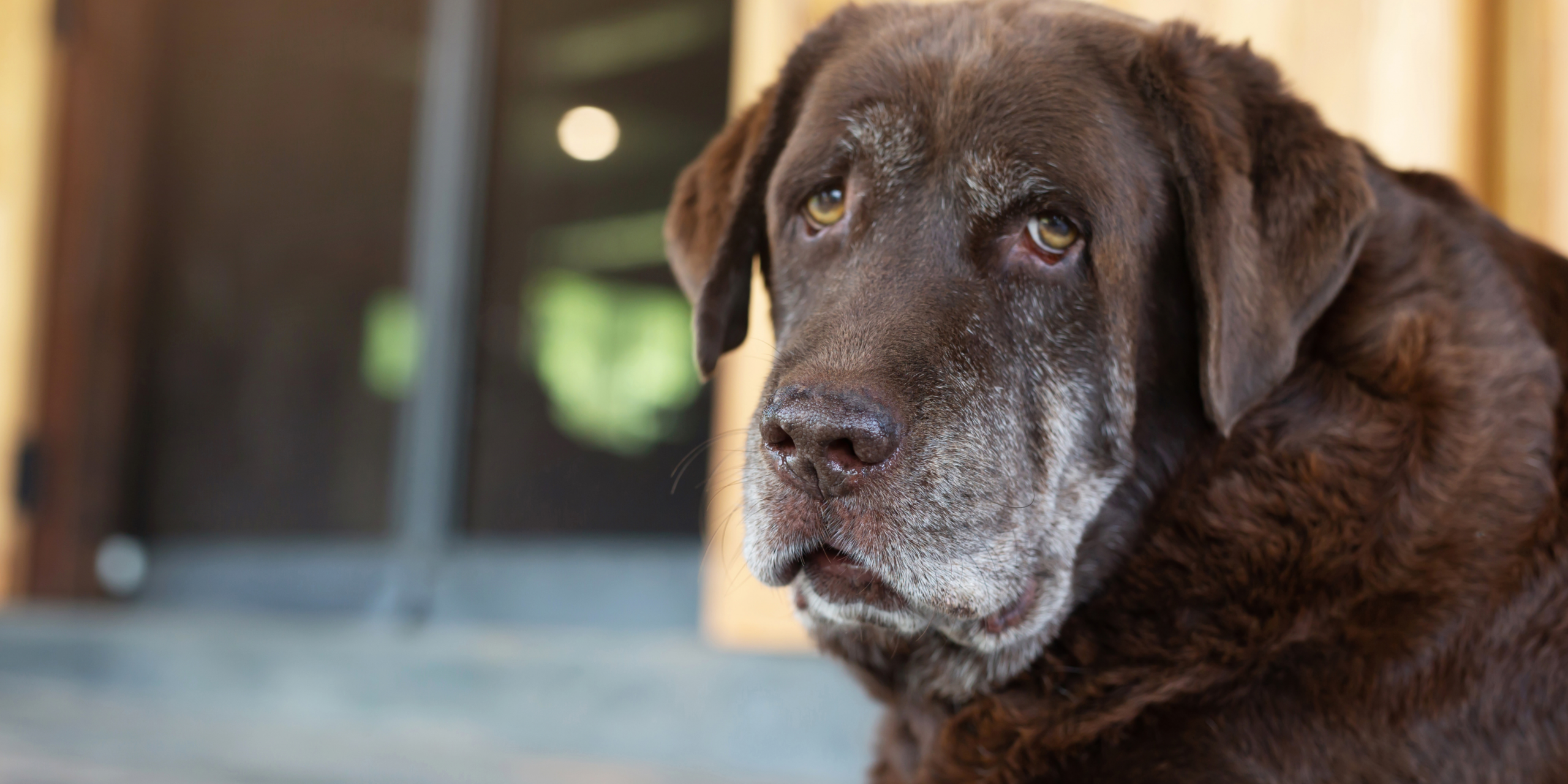 alimentação de pets idosos — cão sênior sendo alimentado com cuidado