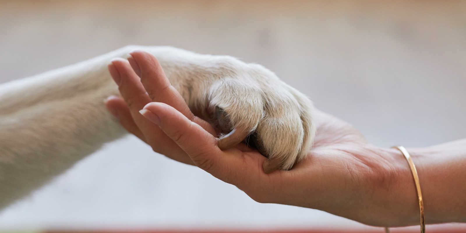 Mão de tutor segurando a pata do cão, simbolizando a amizade entre humanos e pets