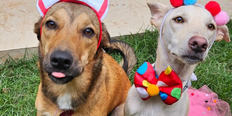 adoção responsável no Dia do Vira-Lata — cão sem raça definida