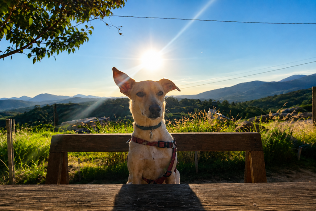 pousada pet friendly em Tiradentes