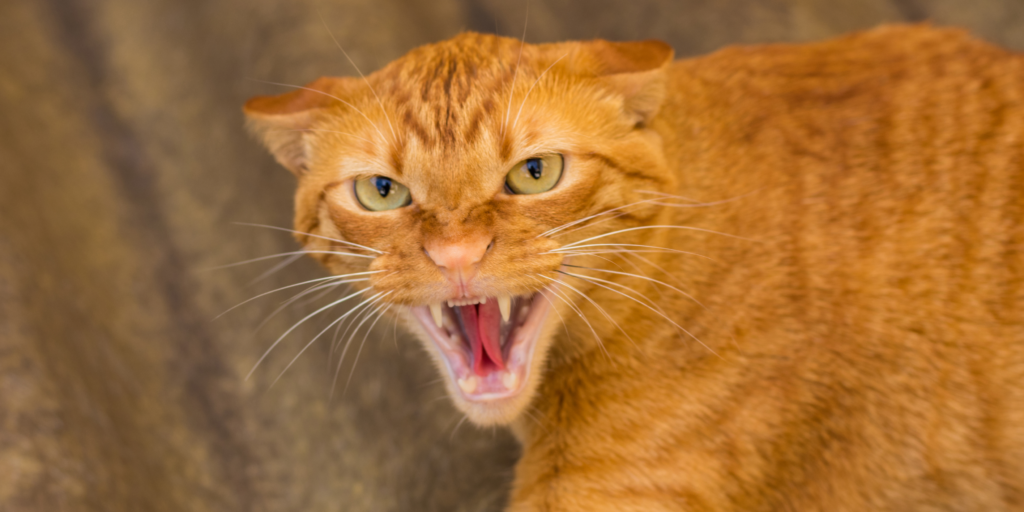estresse em felinos — gato observando mudança no ambiente