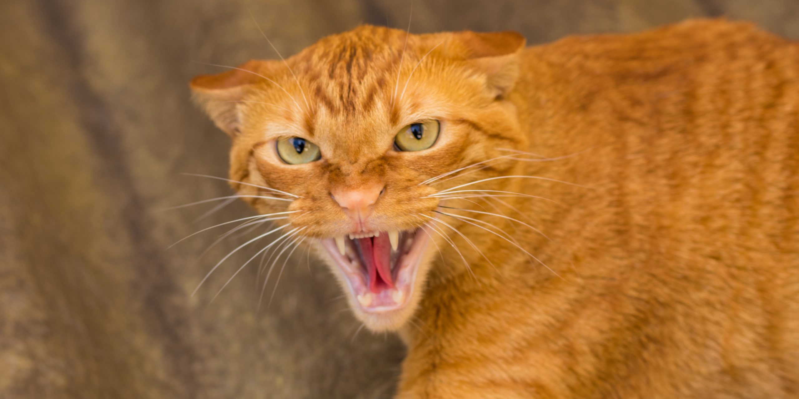 estresse em felinos — gato observando mudança no ambiente