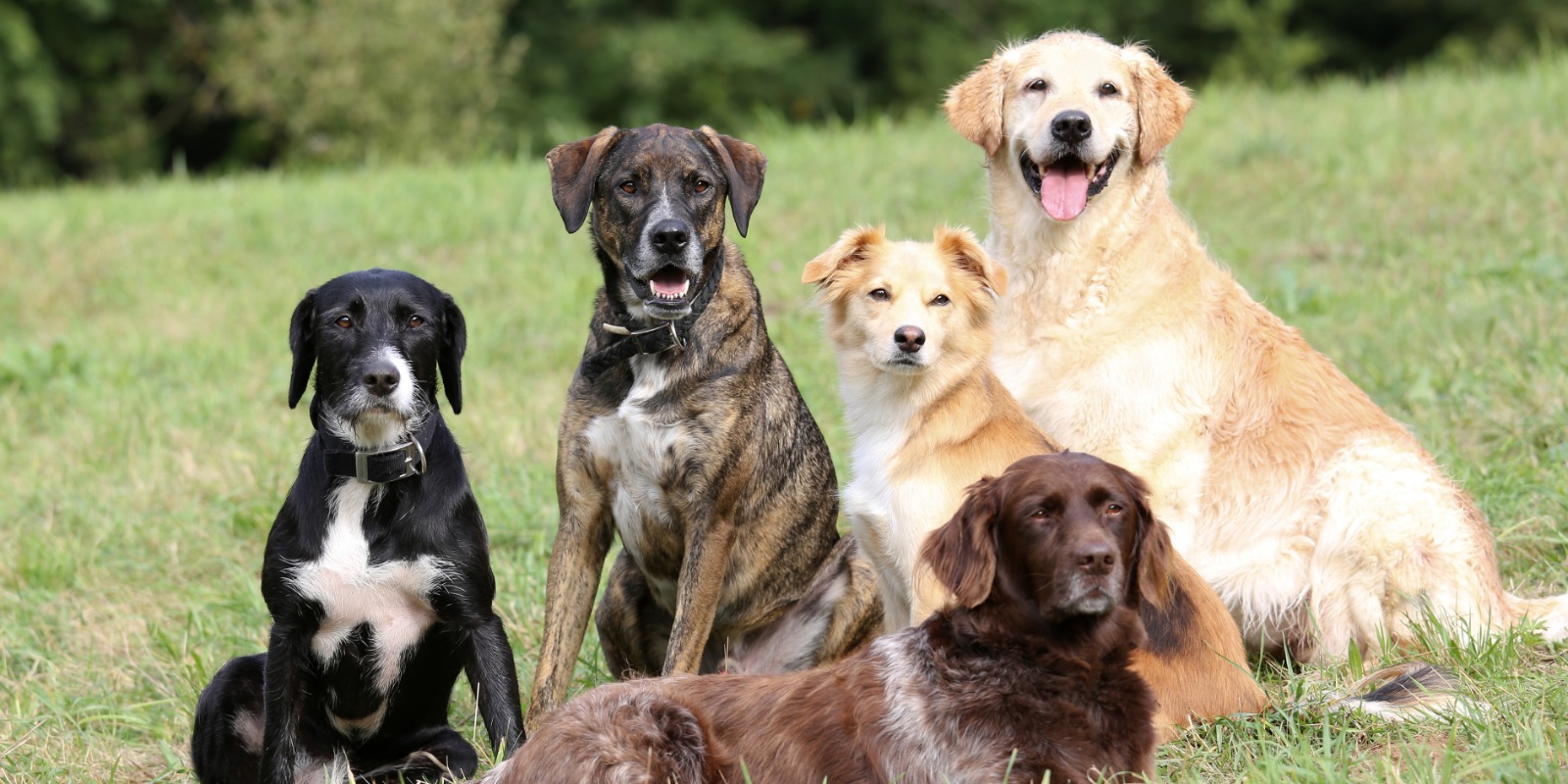 cuidados com a saúde do seu pet em todas as fases da vida