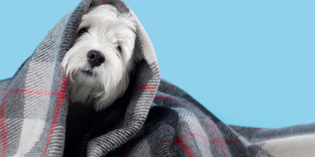 comportamento dos pets no inverno — cachorro enrolado em cobertor