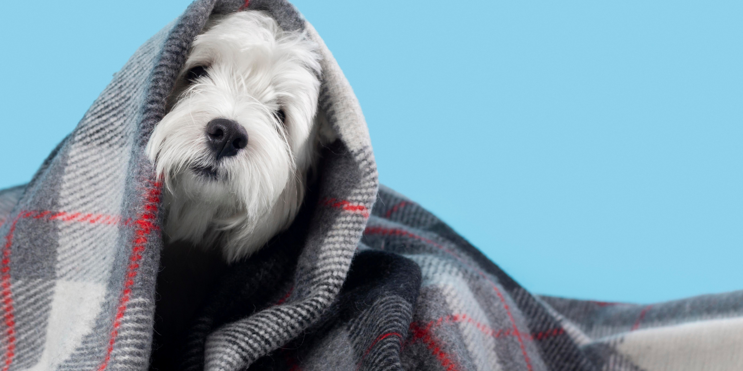 comportamento dos pets no inverno — cachorro enrolado em cobertor